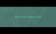 刚出生的哈士奇狗长什么样