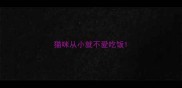 猫咪从小就不爱吃饭