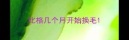 比格几个月开始换毛