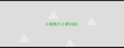 小狗狗大小便训练