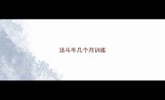 法斗牛几个月训练