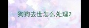 狗狗去世怎么处理