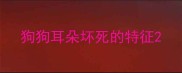 狗狗耳朵坏死的特征