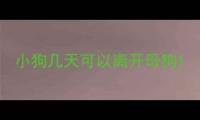 小狗几天可以离开母狗