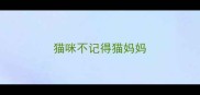 猫咪不记得猫妈妈