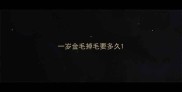 一岁金毛掉毛要多久