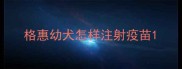 格惠幼犬怎样注射疫苗