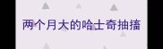 两个月大的哈士奇抽搐