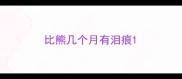 比熊几个月有泪痕