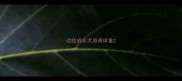 边牧成年犬身高体重
