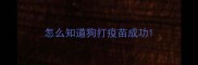 怎么知道狗打疫苗成功