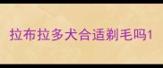 拉布拉多犬合适剃毛吗
