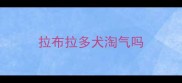 拉布拉多犬淘气吗
