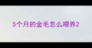5个月的金毛怎么喂养