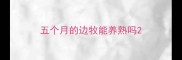 五个月的边牧能养熟吗
