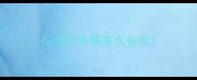 拉布拉多要多久长大