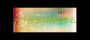 六个月的狗狗吃什么