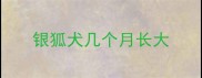 银狐犬几个月长大