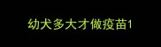 幼犬多大才做疫苗