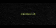 长春市泰迪犬出售