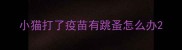 小猫打了疫苗有跳蚤怎么办