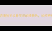 蓝陨边牧全边境牧羊犬最罕见的稀释色如何辨别与饲养指南