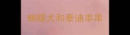 蝴蝶犬和泰迪串串
