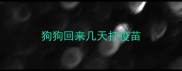 狗狗回来几天打疫苗