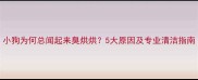 小狗为何总闻起来臭烘烘5大原因及专业清洁指南