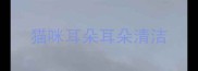 猫咪耳朵耳朵清洁
