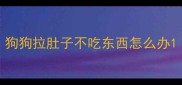 狗狗拉肚子不吃东西怎么办