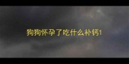 狗狗怀孕了吃什么补钙