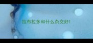 拉布拉多和什么杂交好