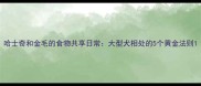 哈士奇和金毛的食物共享日常大型犬相处的5个黄金法则