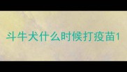 斗牛犬什么时候打疫苗