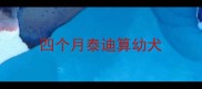 四个月泰迪算幼犬