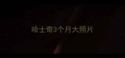 哈士奇3个月大照片