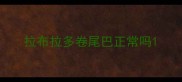 拉布拉多卷尾巴正常吗