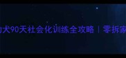 推荐哈士奇幼犬90天社会化训练全攻略零拆家亲测有效