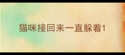 猫咪接回来一直躲着