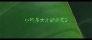 小狗多大才能老实