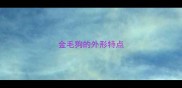 金毛狗的外形特点