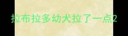 拉布拉多幼犬拉了一点