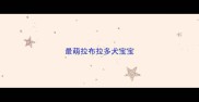 最萌拉布拉多犬宝宝
