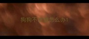 狗狗不发情怎么办