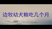 边牧幼犬粮吃几个月