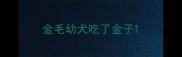 金毛幼犬吃了金子