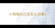小狗喝自己尿怎么回事