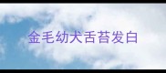 金毛幼犬舌苔发白