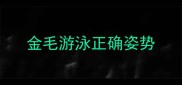 金毛游泳正确姿势